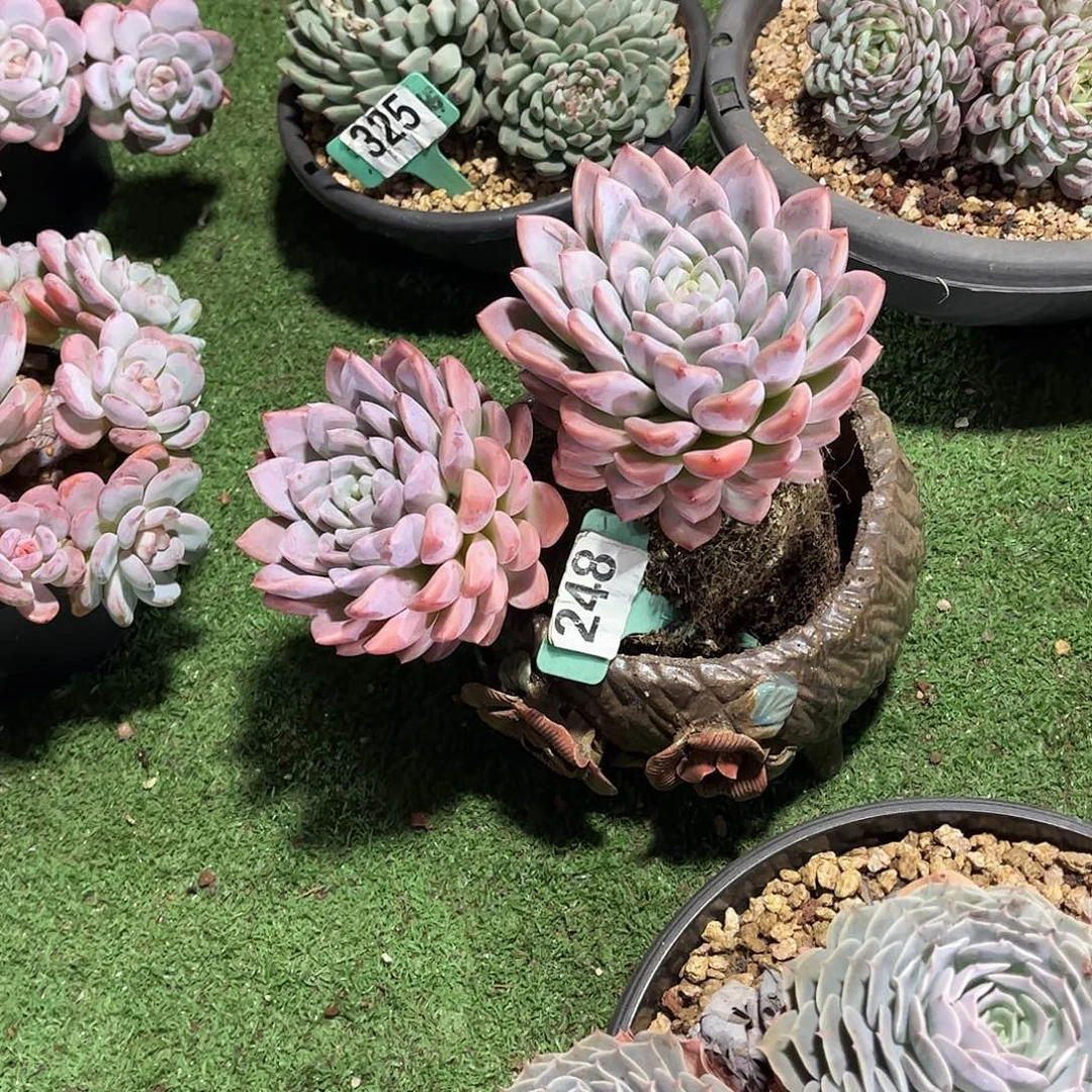 芳***菲米奇多肉植物保护248