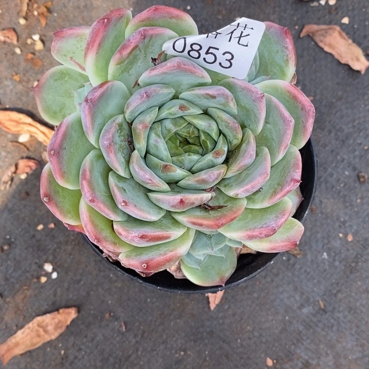 红***风精品多肉植物0853