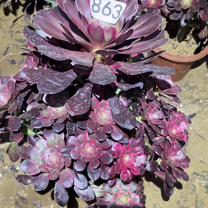 多肉植物法师863丽娜