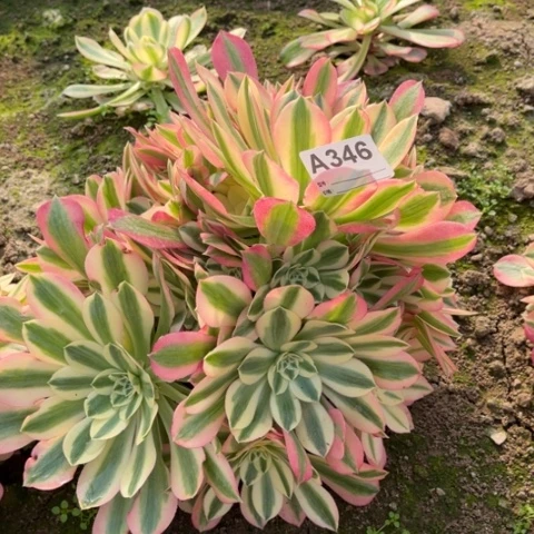 多肉植物粉女巫四个