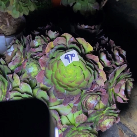 红心万圣节多肉970多肉不包断