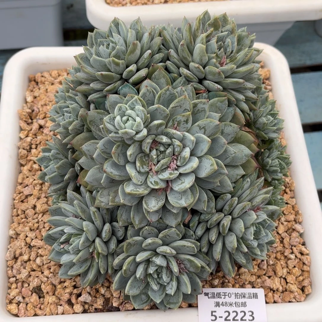 羽*5-2223美人杂多多肉