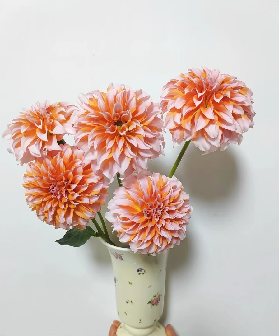 【源头一手价】奶油桃子大丽花 热门花材 云南基地鲜花