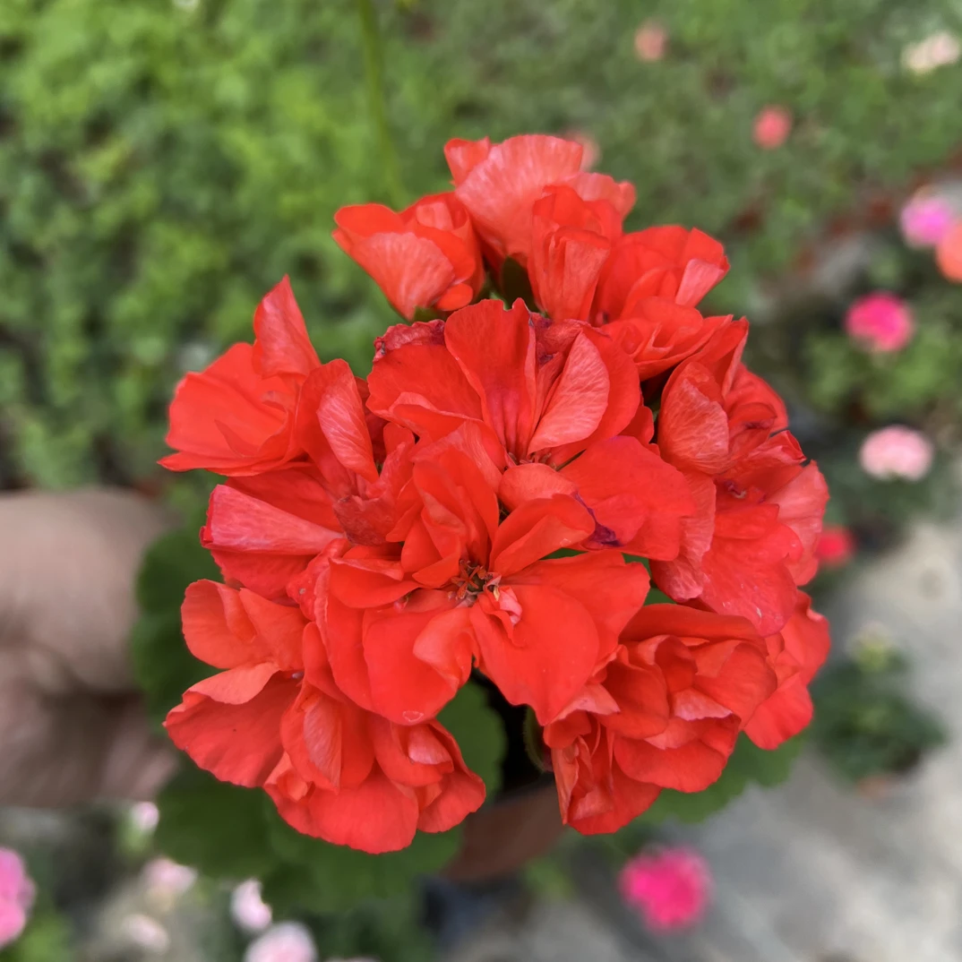 【高地芭蕾】天竺葵-实物现拍包对版（带花发货花瓣有折损，介意勿拍）