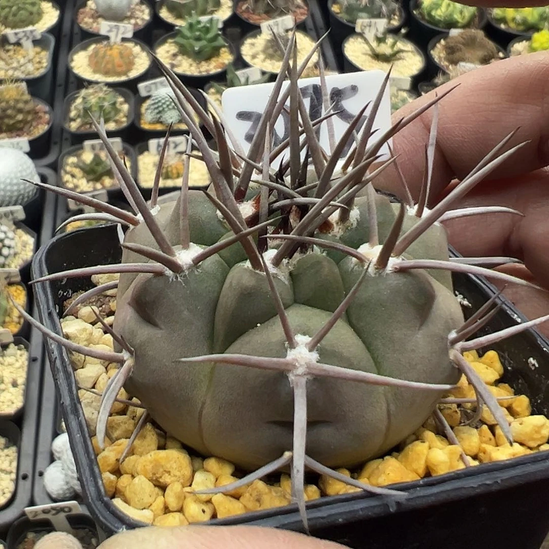 3075摩天龙实生仙人球