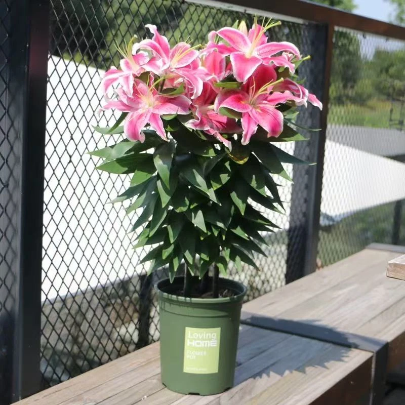 【0.9-1米】绿植浓香型盆栽单瓣重瓣百合荷兰进口百合香水百合