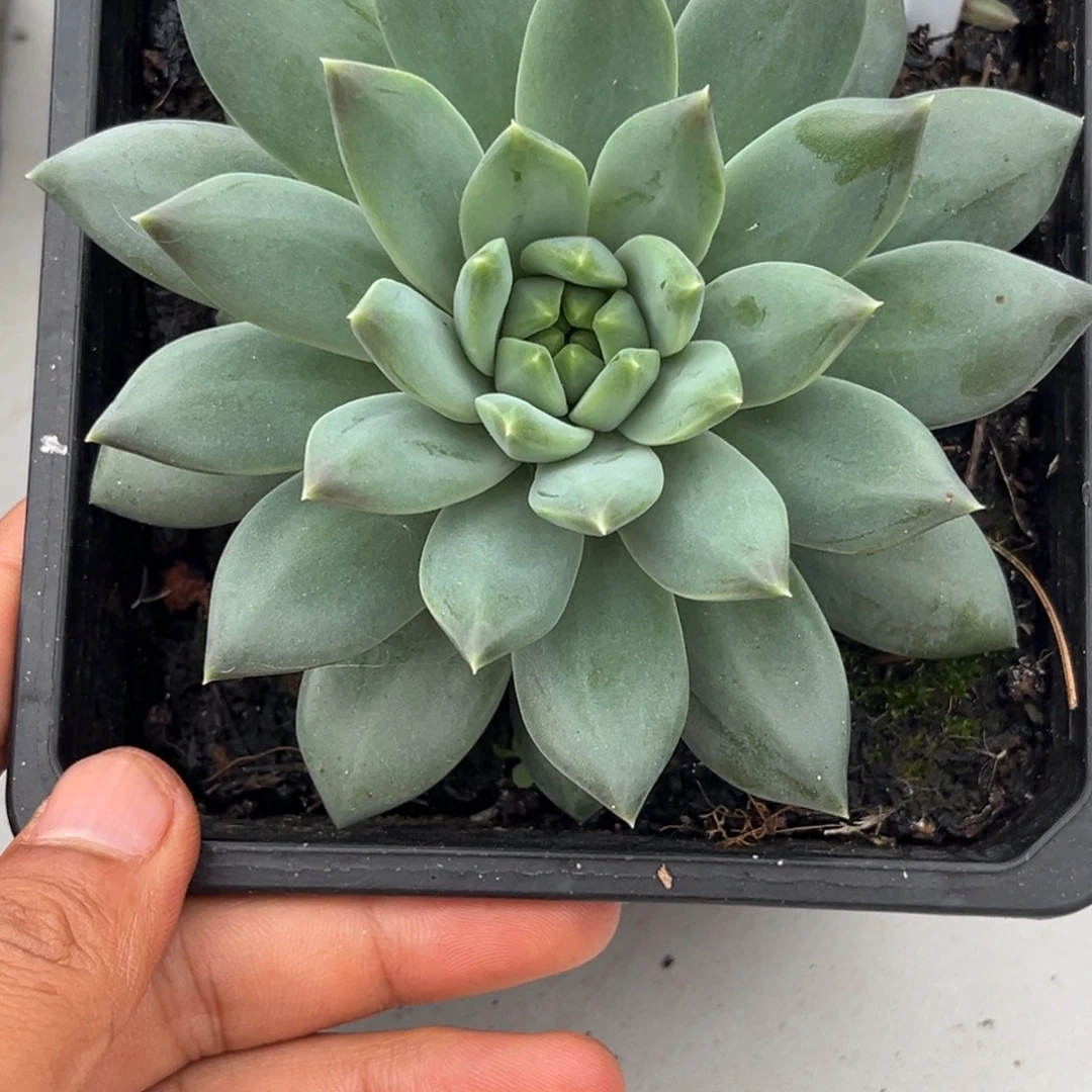 美人系杂多肉植物913