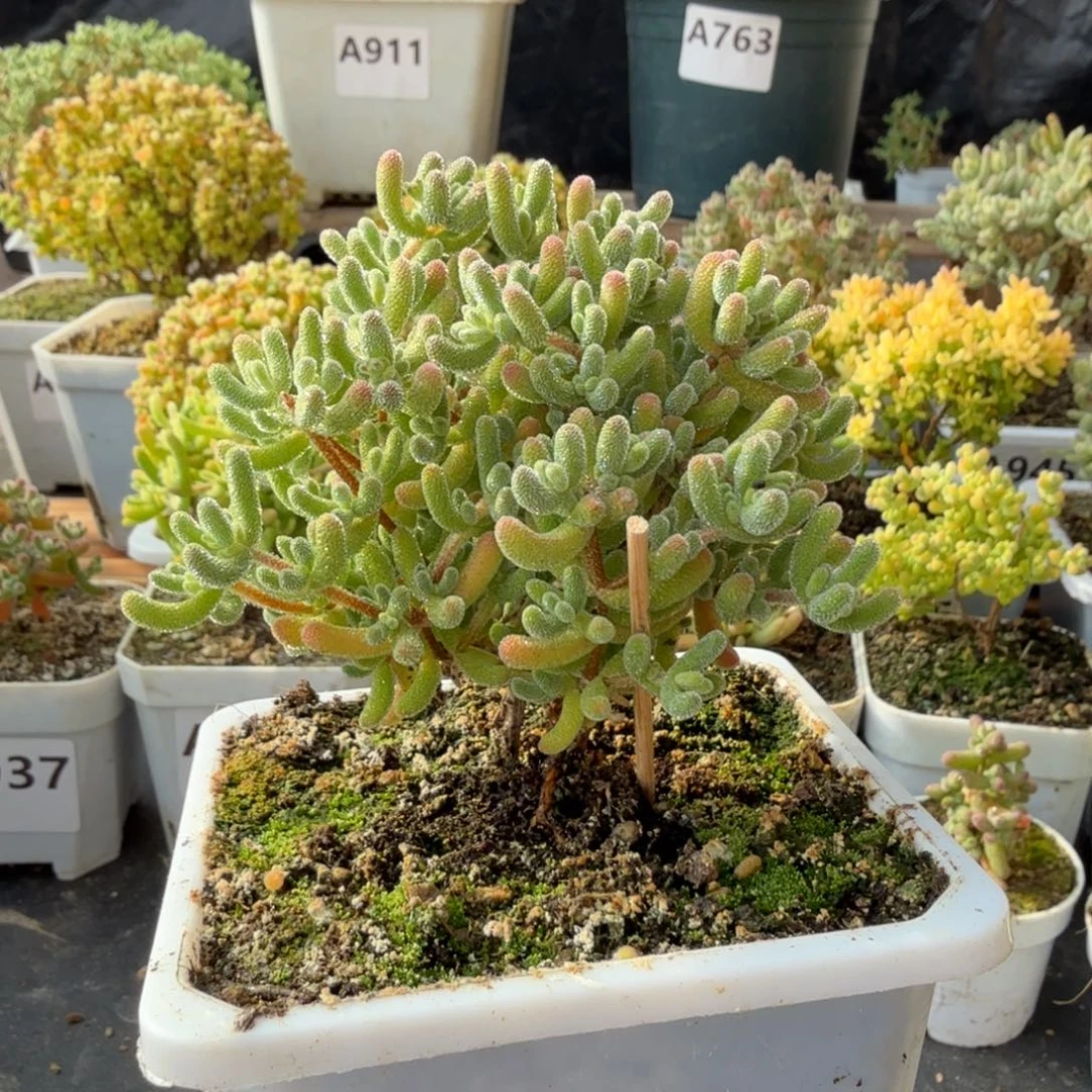 A950红冰晶枝干一物一拍