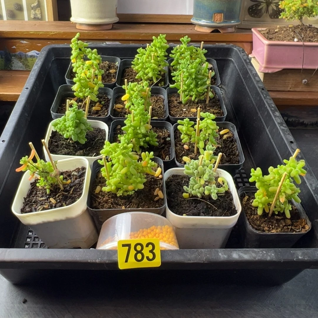 枝干番杏多肉植物783