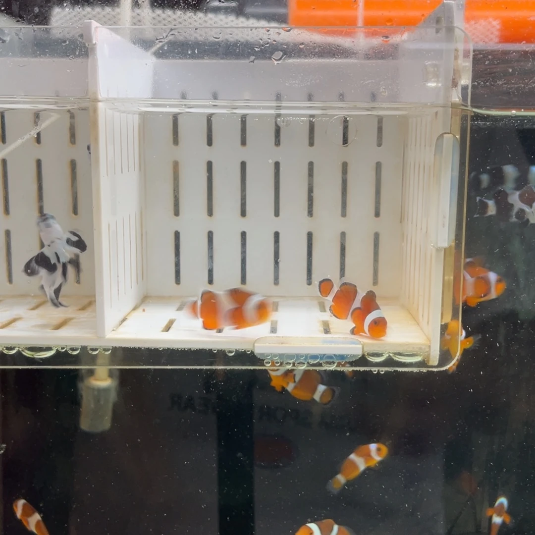海水鱼公子一对1111