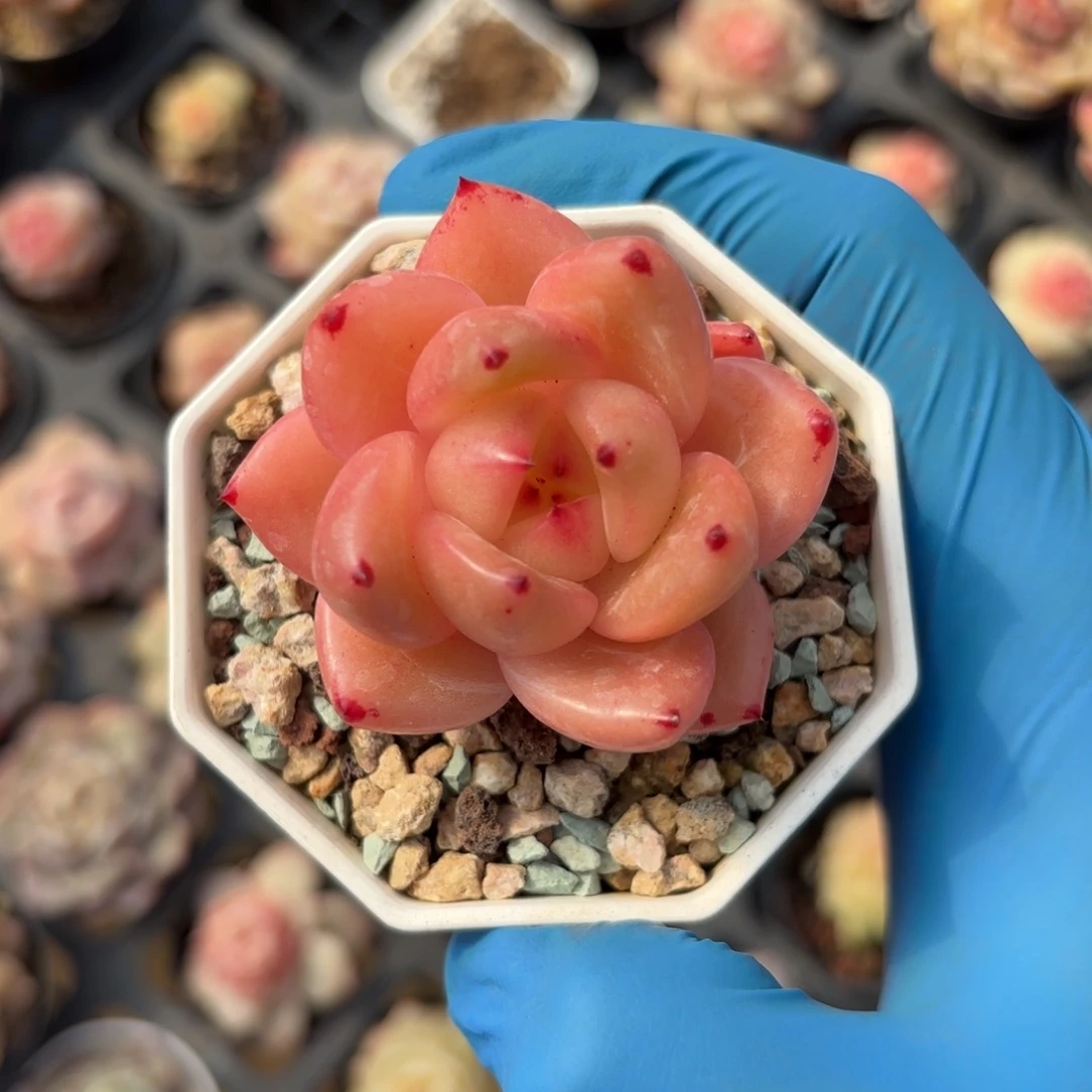 香槟杂交一物一拍