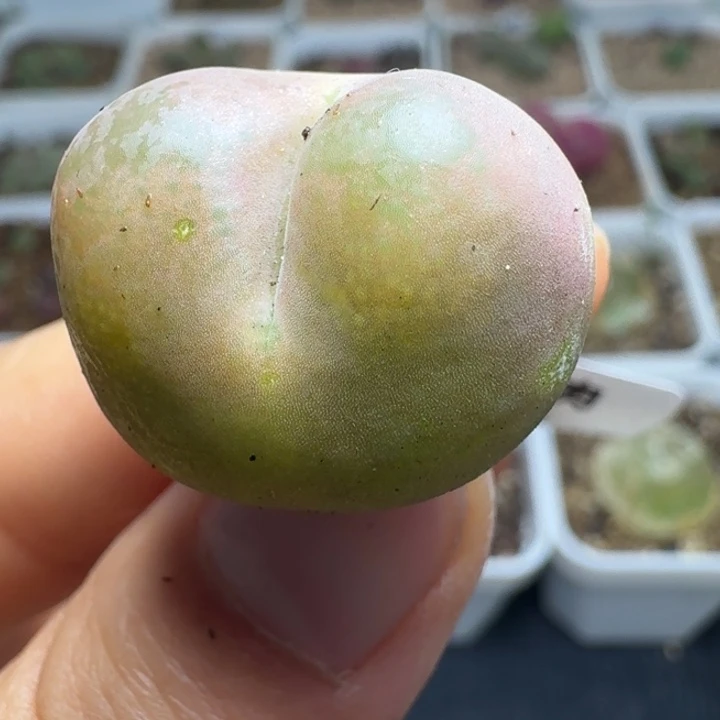 1044一颗大毛福利出