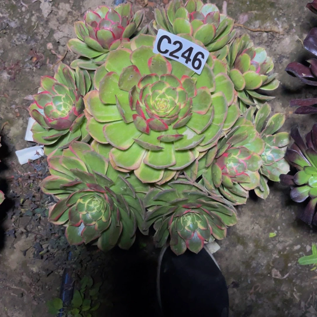 粉花妖26////30包邮