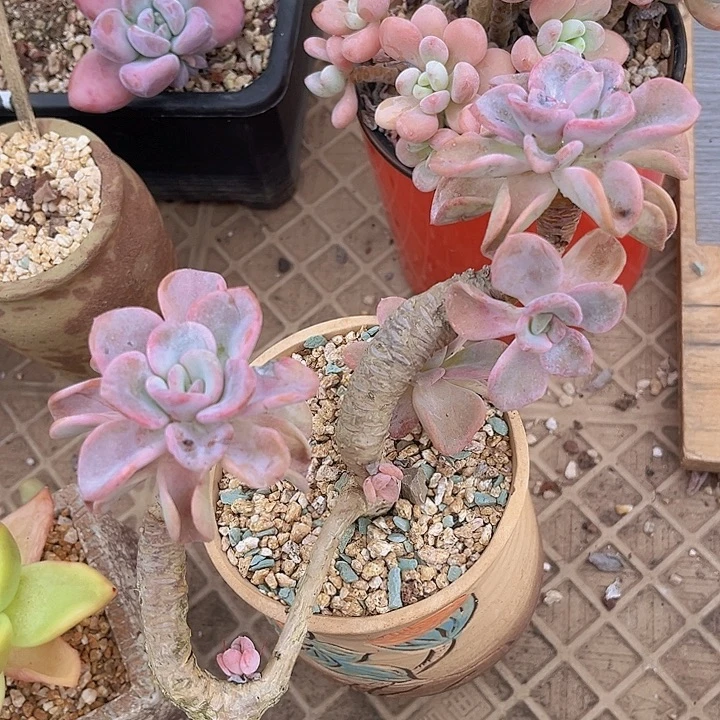 美尻2370多肉植物