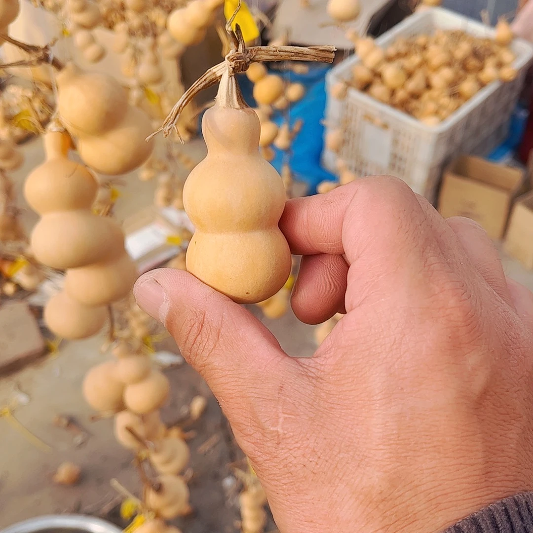 w***h大叶紫檀（黑酸枝木类）