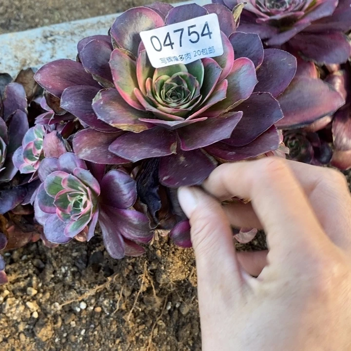 04754魅金谜题紧多肉植物