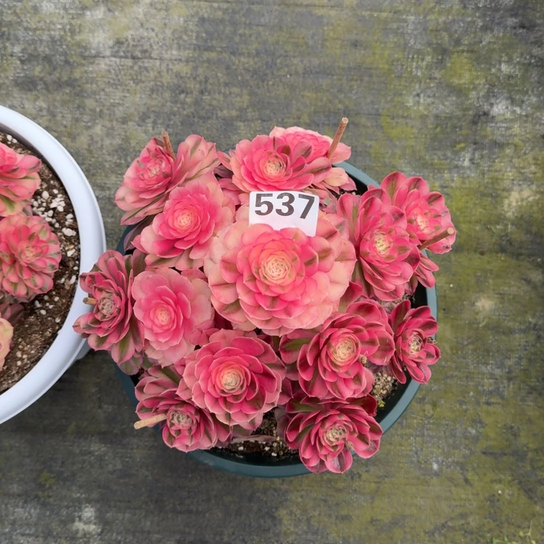 用****静537！倾城法师多肉植物