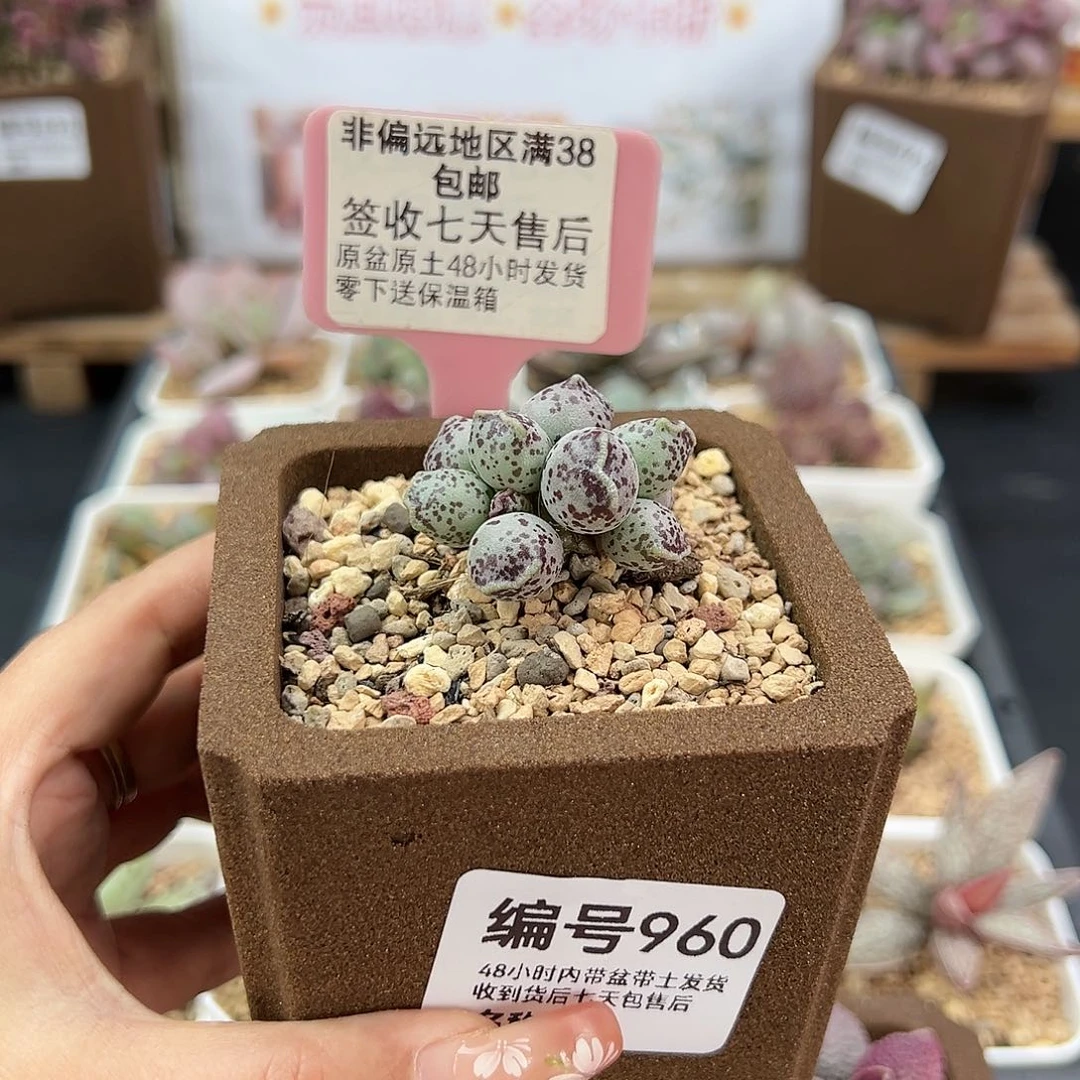 韩****o960丸叶海豹多肉植物