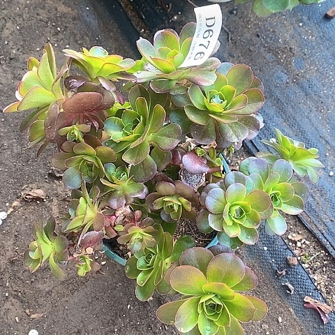 676魅金玫瑰多肉母本处理无售后