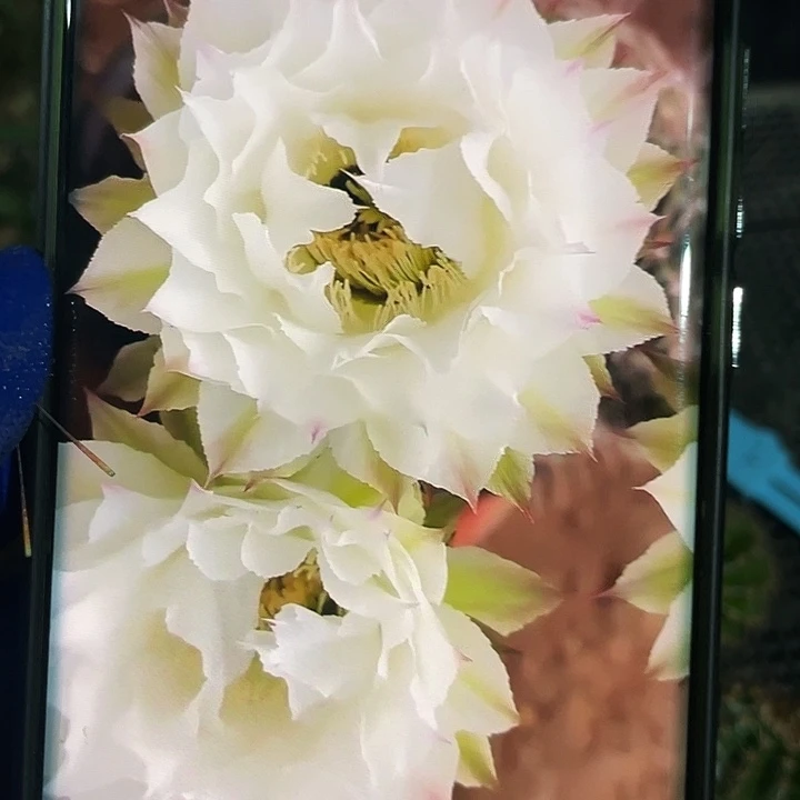 月光倾城侧芽4公分满18包邮