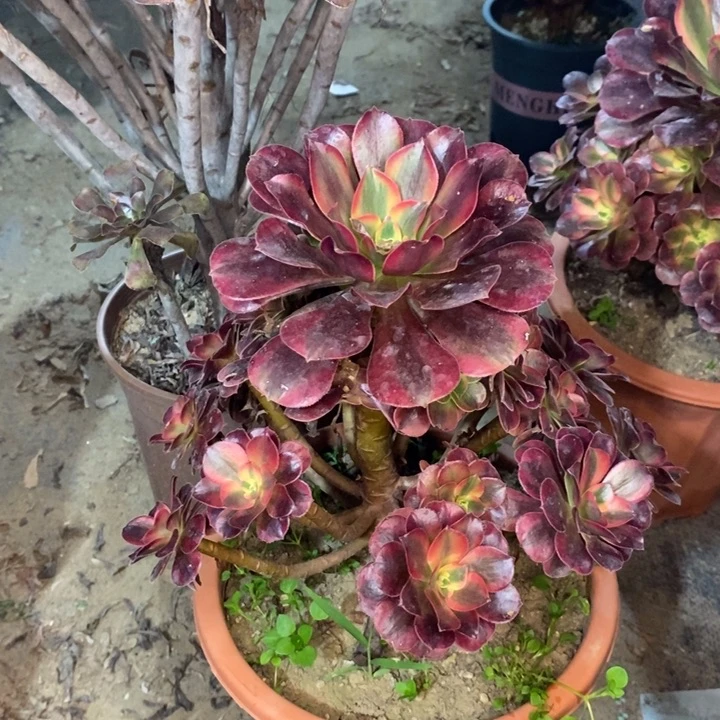 美杜莎多肉植物23