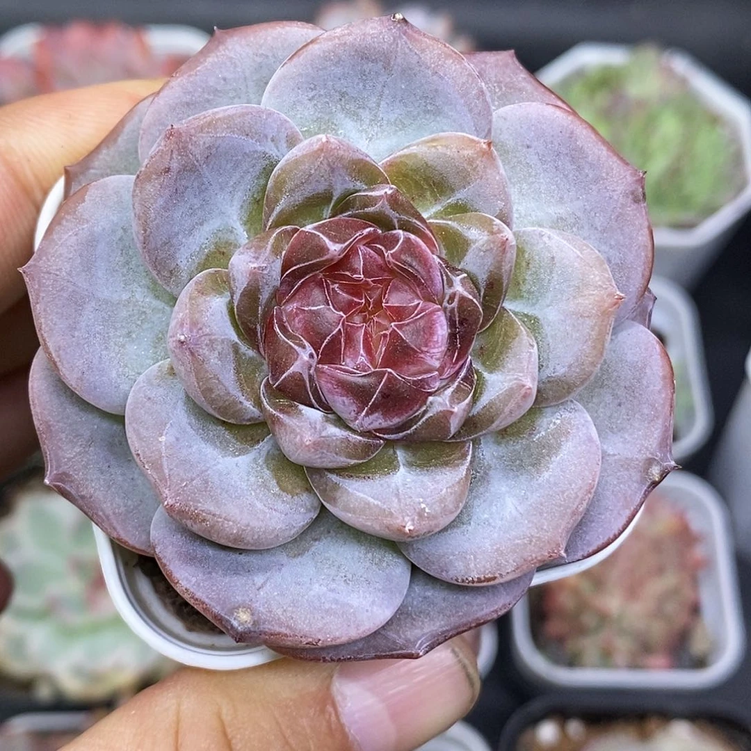 紫菩提30包邮非偏远