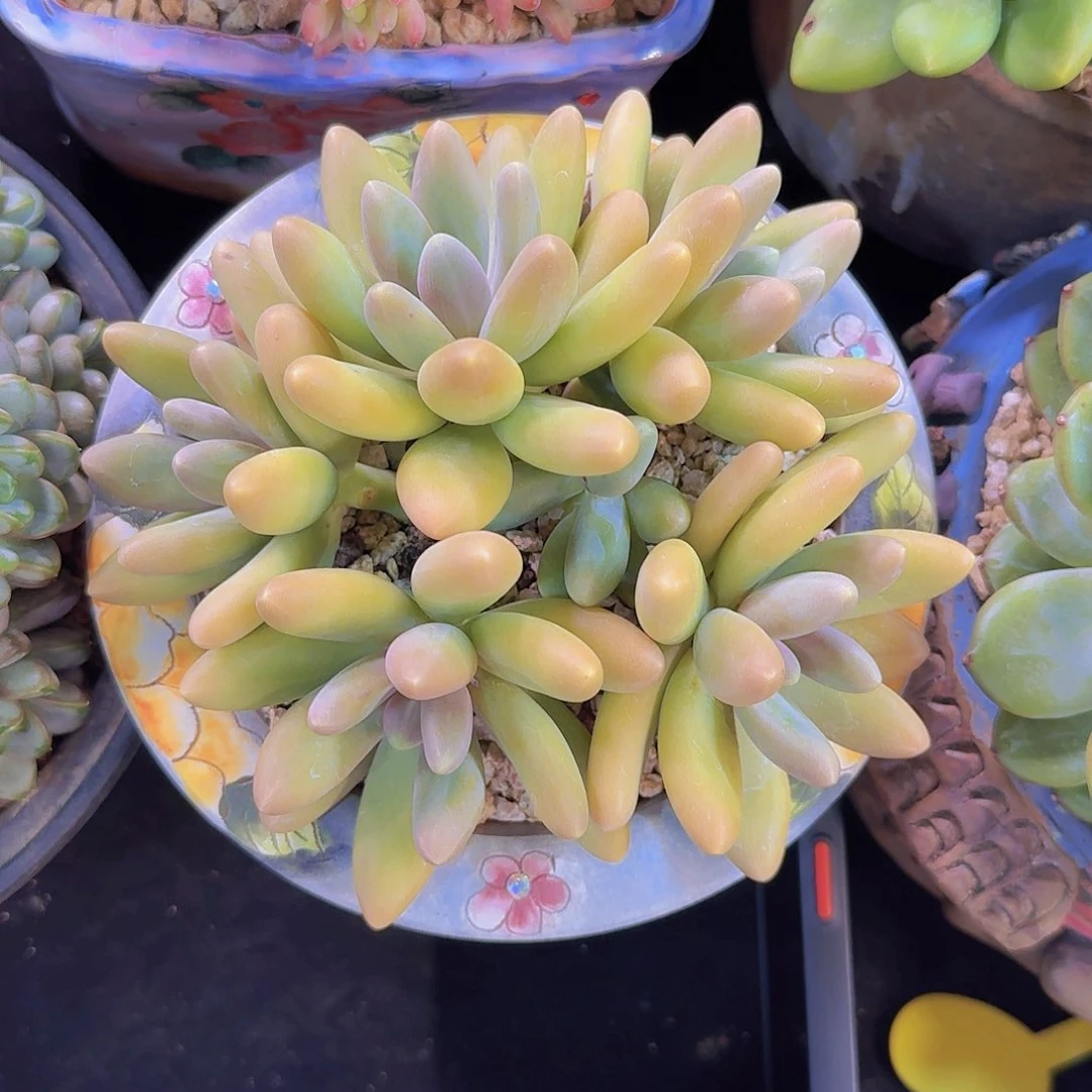 布*糖果美人多肉一物一拍