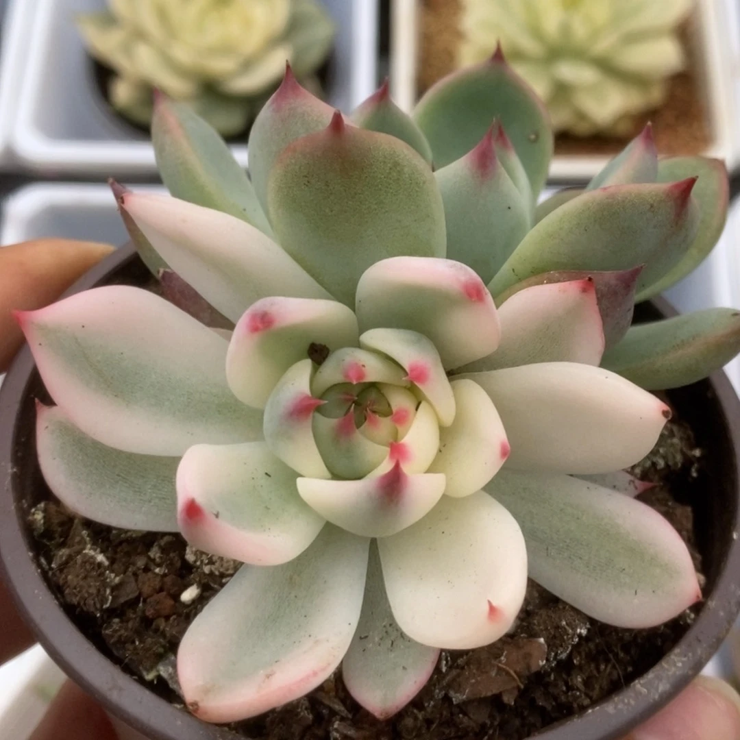 340锦锦锦锦锦锦锦锦