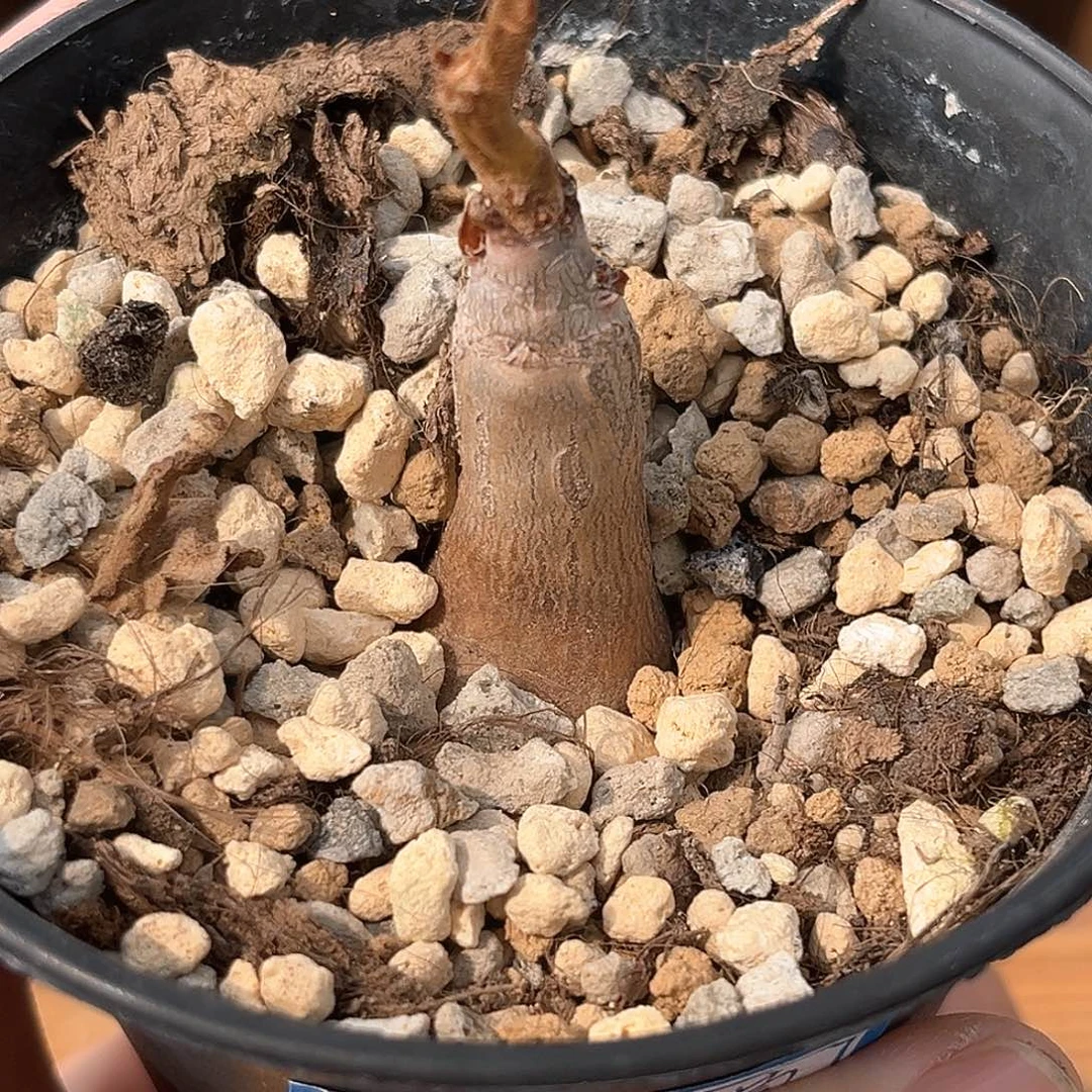 潮流植物安哥拉葡萄翁，福利