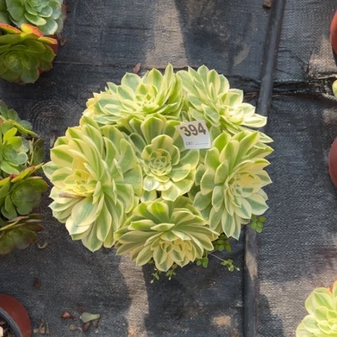 394白雪公主朵朵多肉，