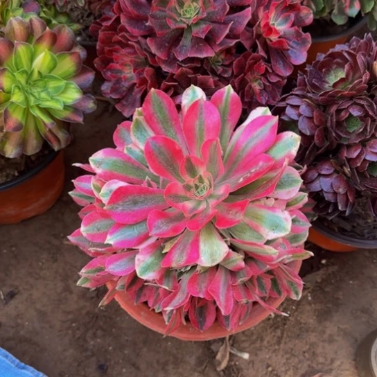 粉女巫9.9多肉植物