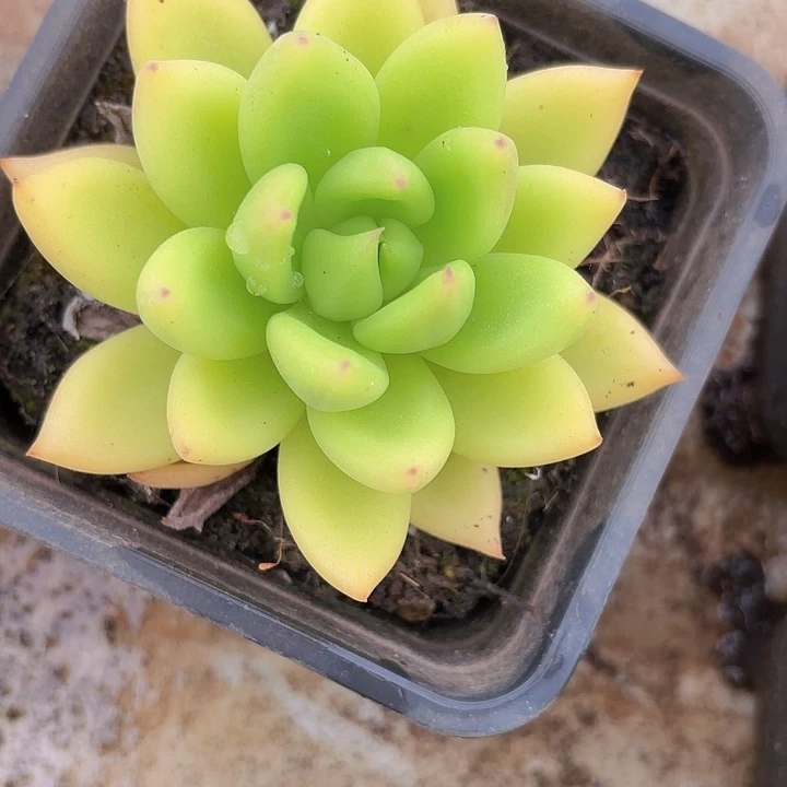 玉玺（拍满18包邮）