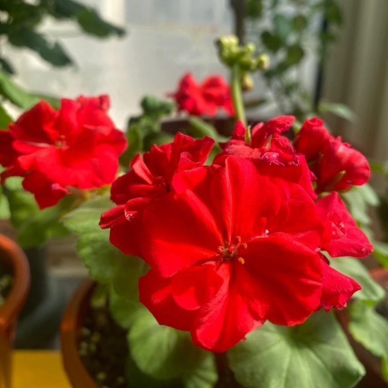 易活带花苞天竺葵盆栽四季开花重瓣花卉适合室内外种植