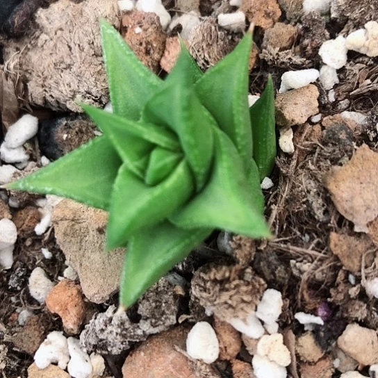 松塔掌硬叶多肉多多