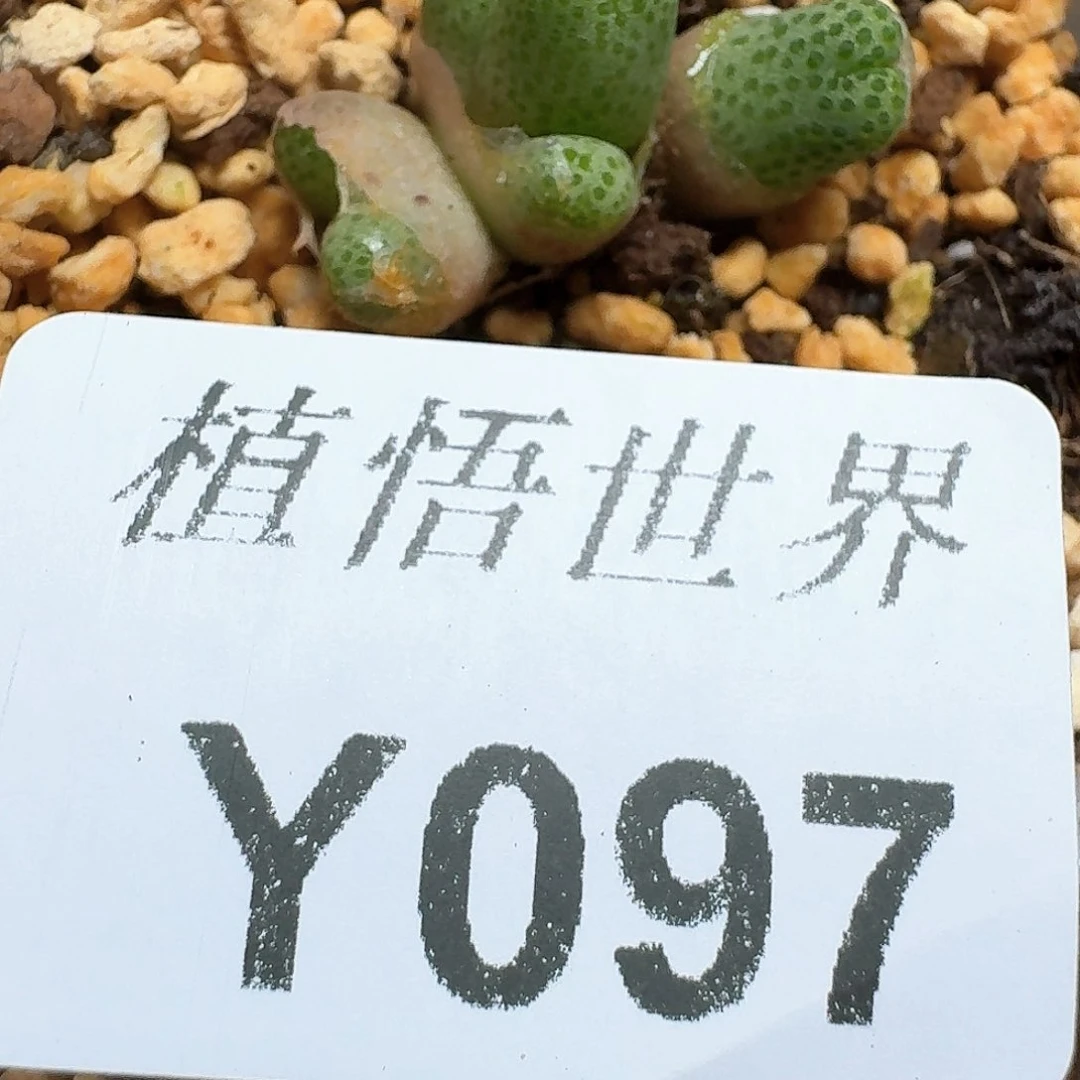 097号多肉植物哇f g