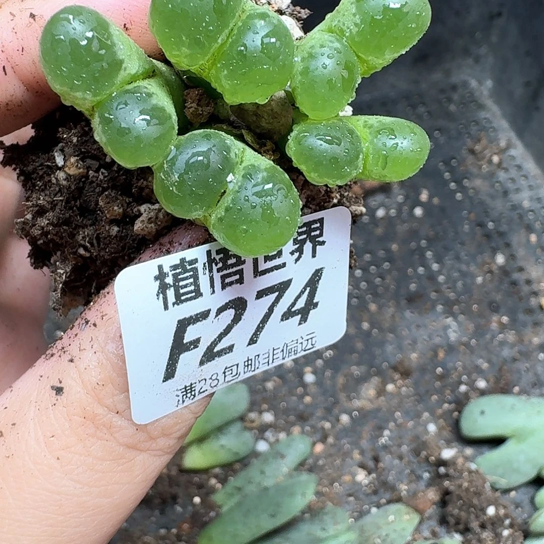 多肉我的润泽地方