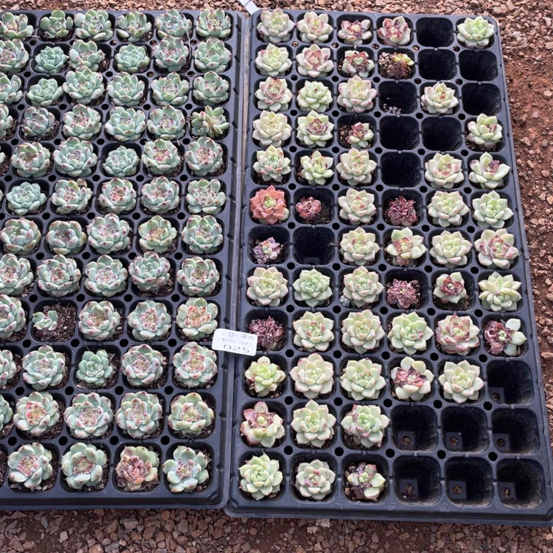 云糖心多肉植物25