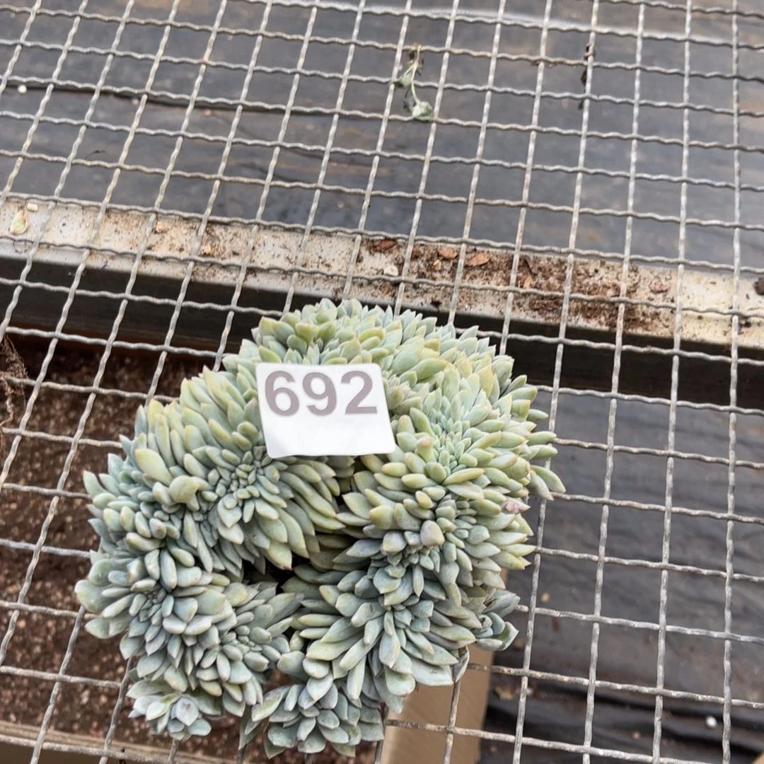 莓*恼6922222222222222