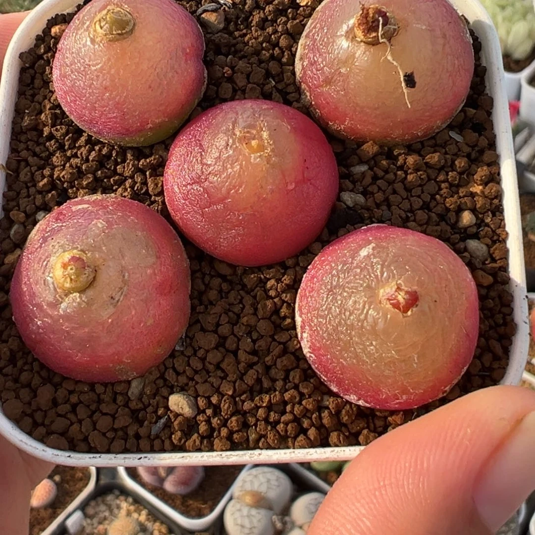 085多肉植物种类多样