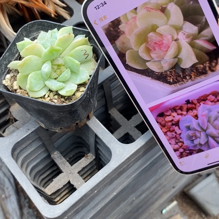 上盆梦幻泡影一个多肉