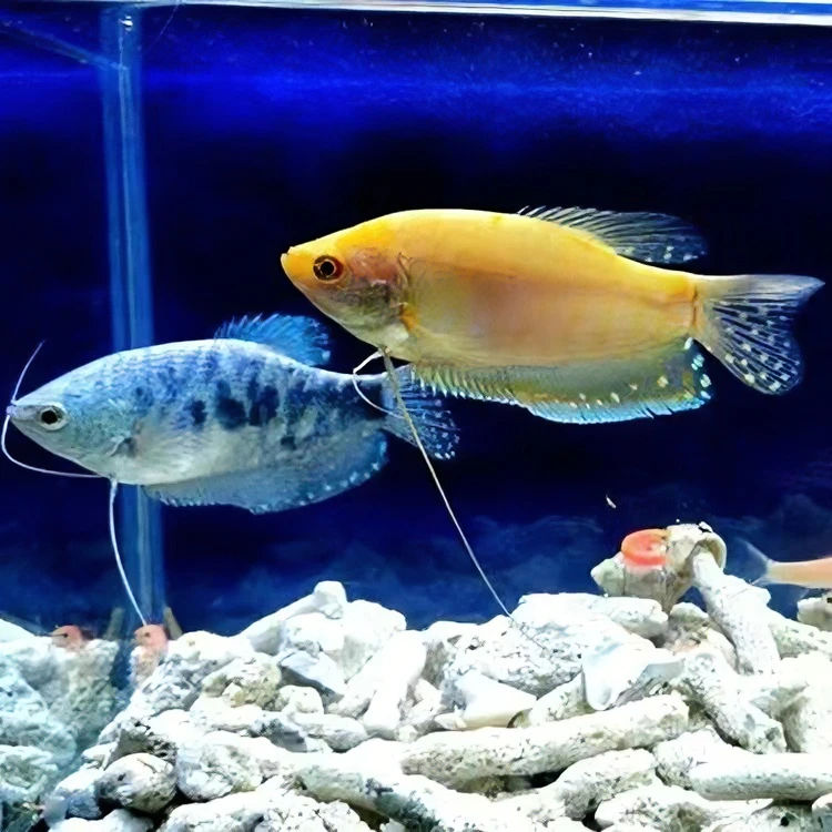 热带鱼蓝曼龙鱼好养不需要打氧耐活曼龙鱼特大号观赏小鱼懒人热带
