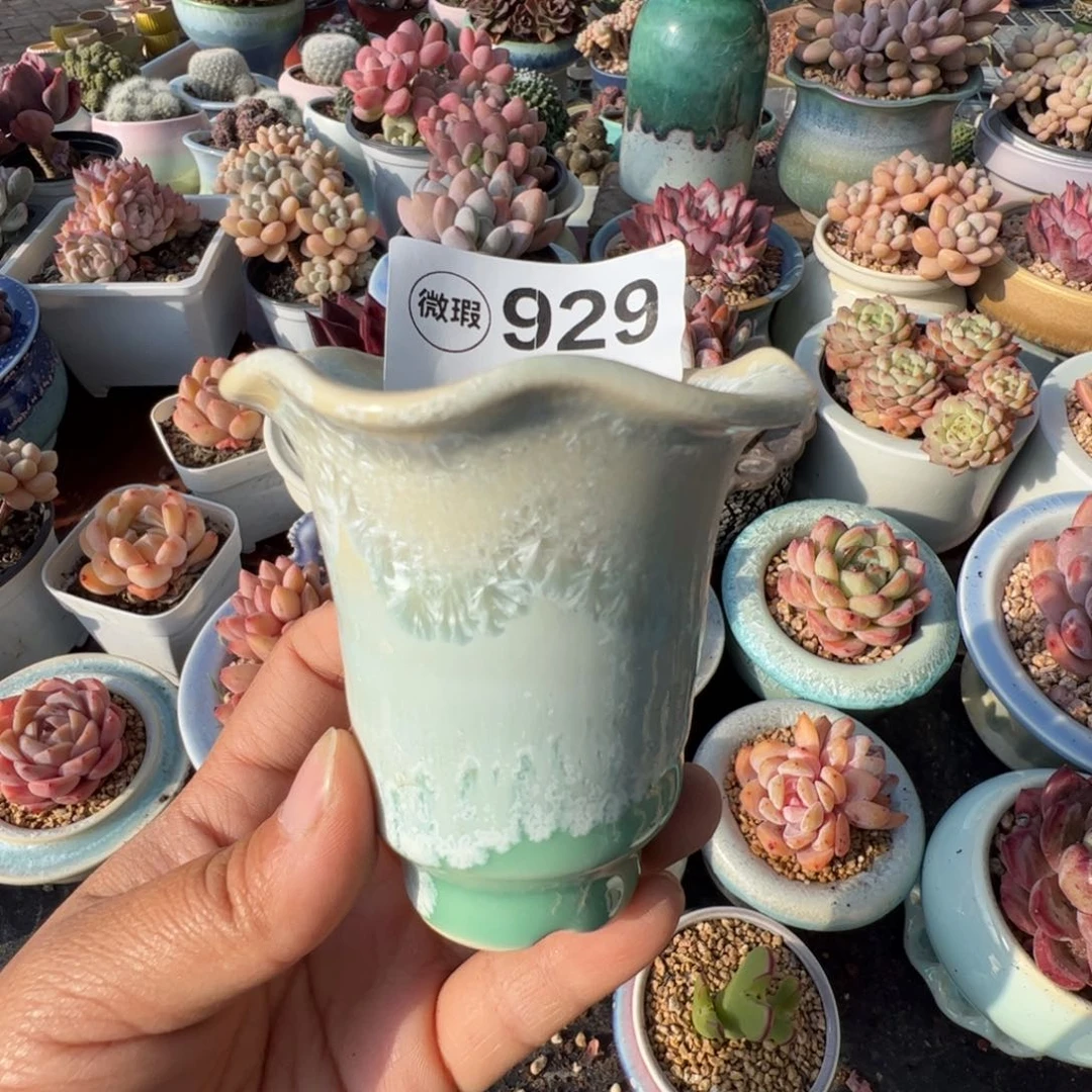 特价花盆满50发货 或随单发