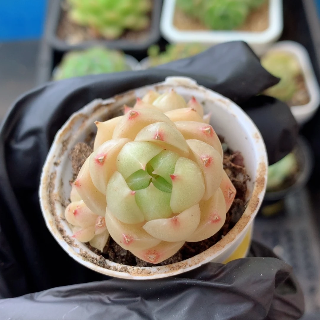 58包邮  群生不包整 43