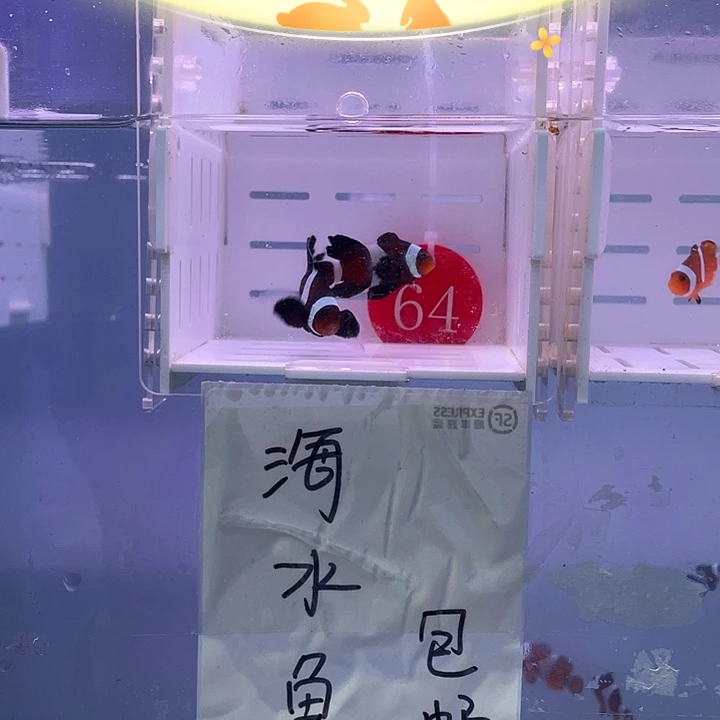 海水鱼精品奥黑礼服一对