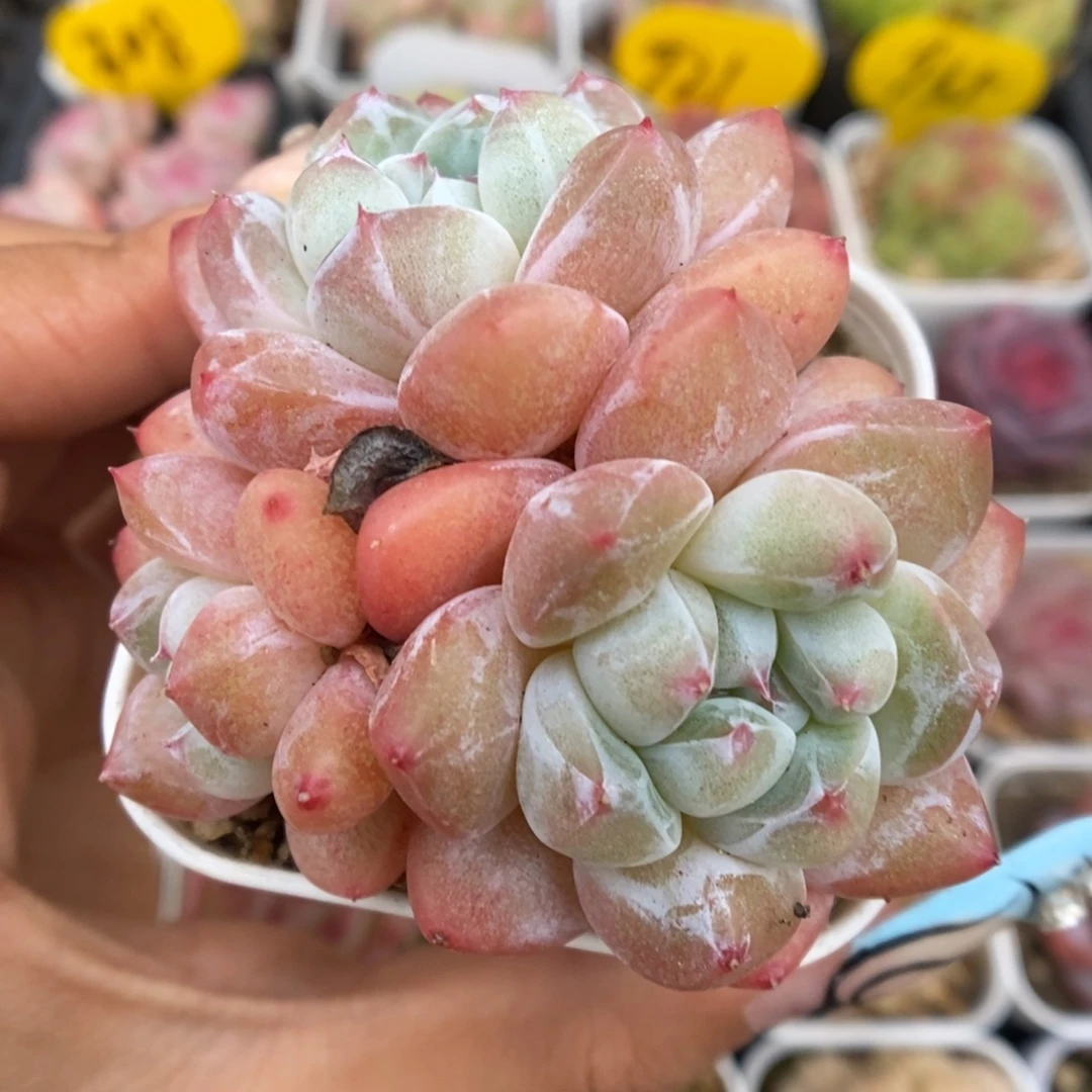 泡芙珍妮群生924号