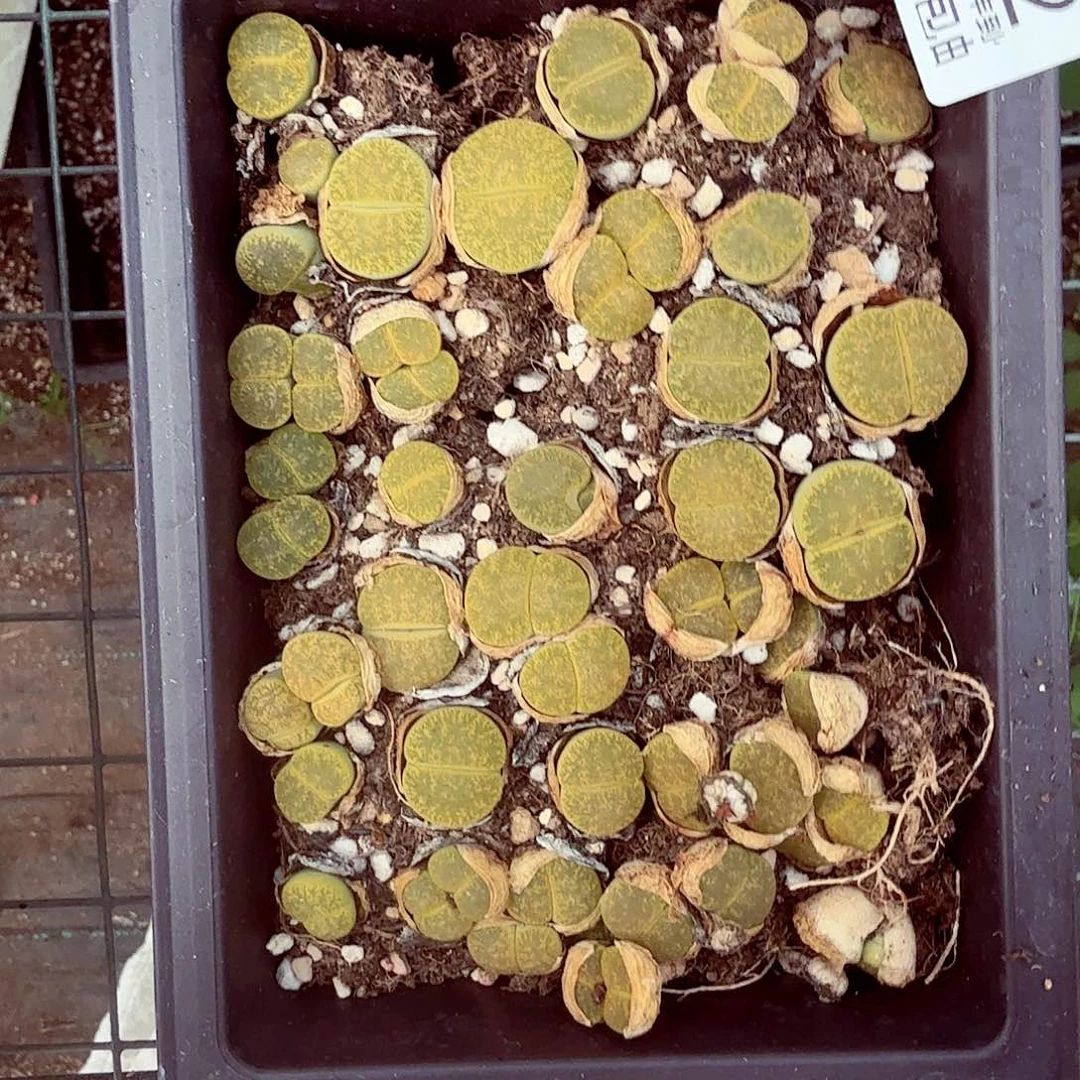 你是怎么说出这个的312