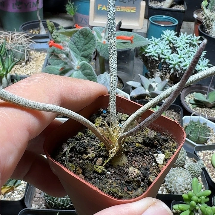 778美杜莎带盆发货