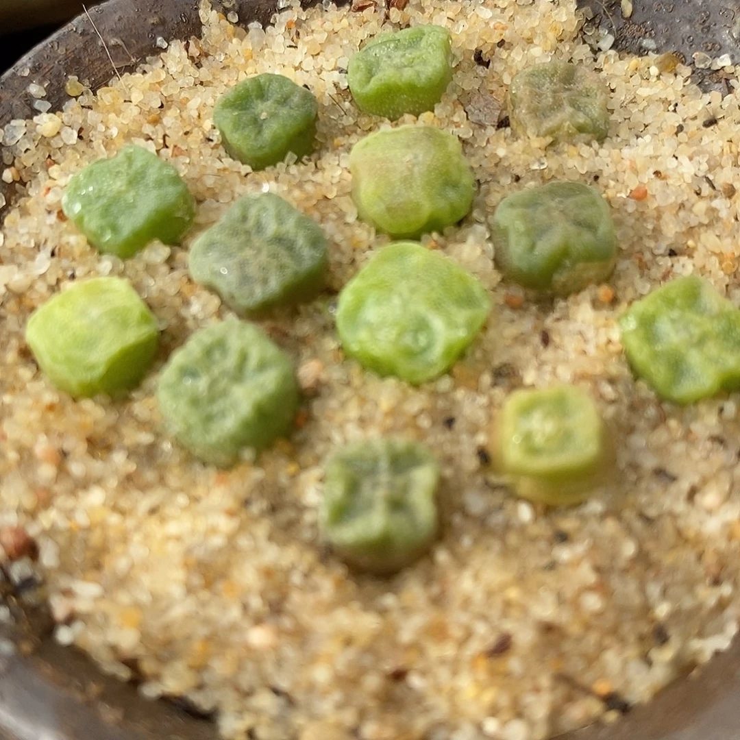 小方烧2颗一组。