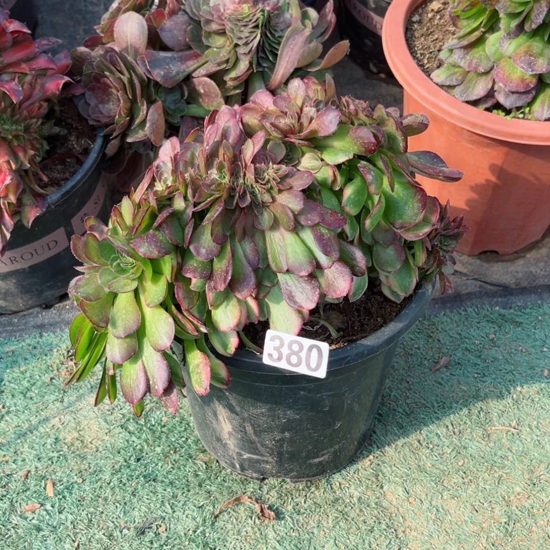 380雨荷缀化多肉植物