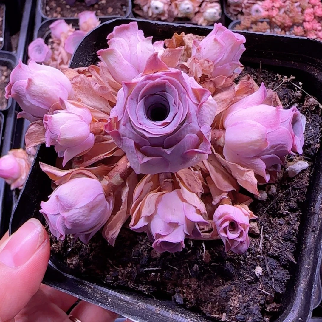 半城玫瑰开播福利940